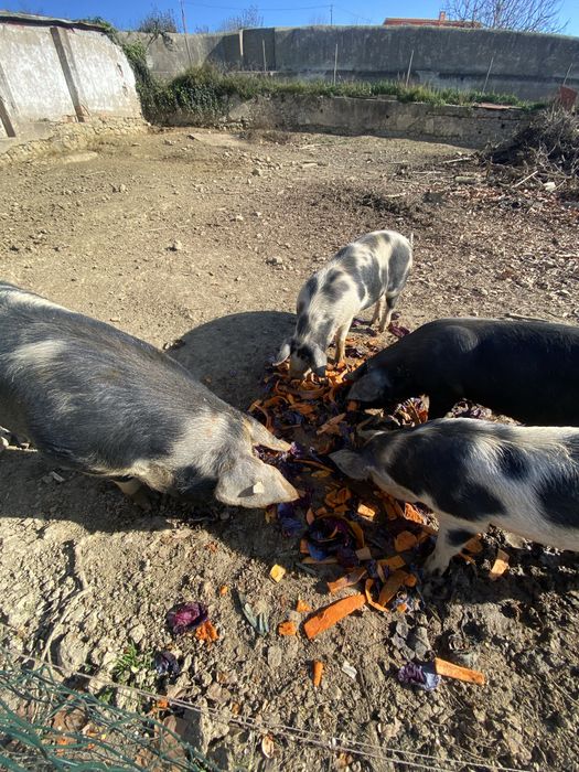 Malhado de Alcobaça