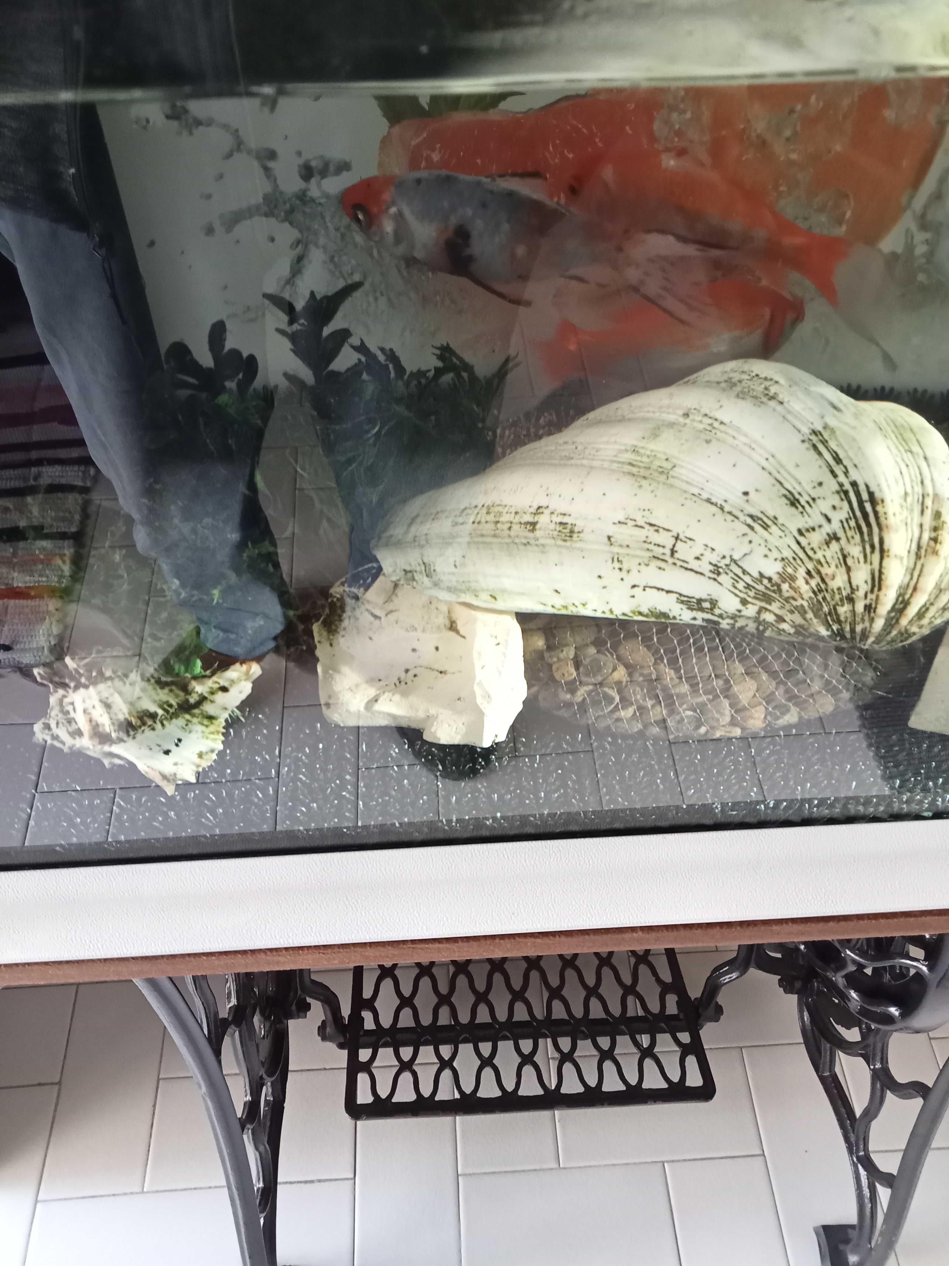 Vendo peixes de água fria