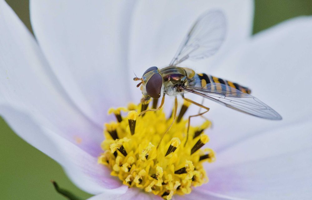 Canon EF 100 mm F/2.8 Macro 1:1 USM z obejmą do statywu