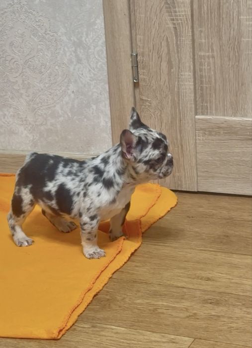 Чудо крихітка - шоколадна мерле з підпалом