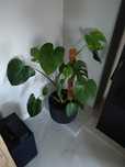 Monstera kwiat XL
