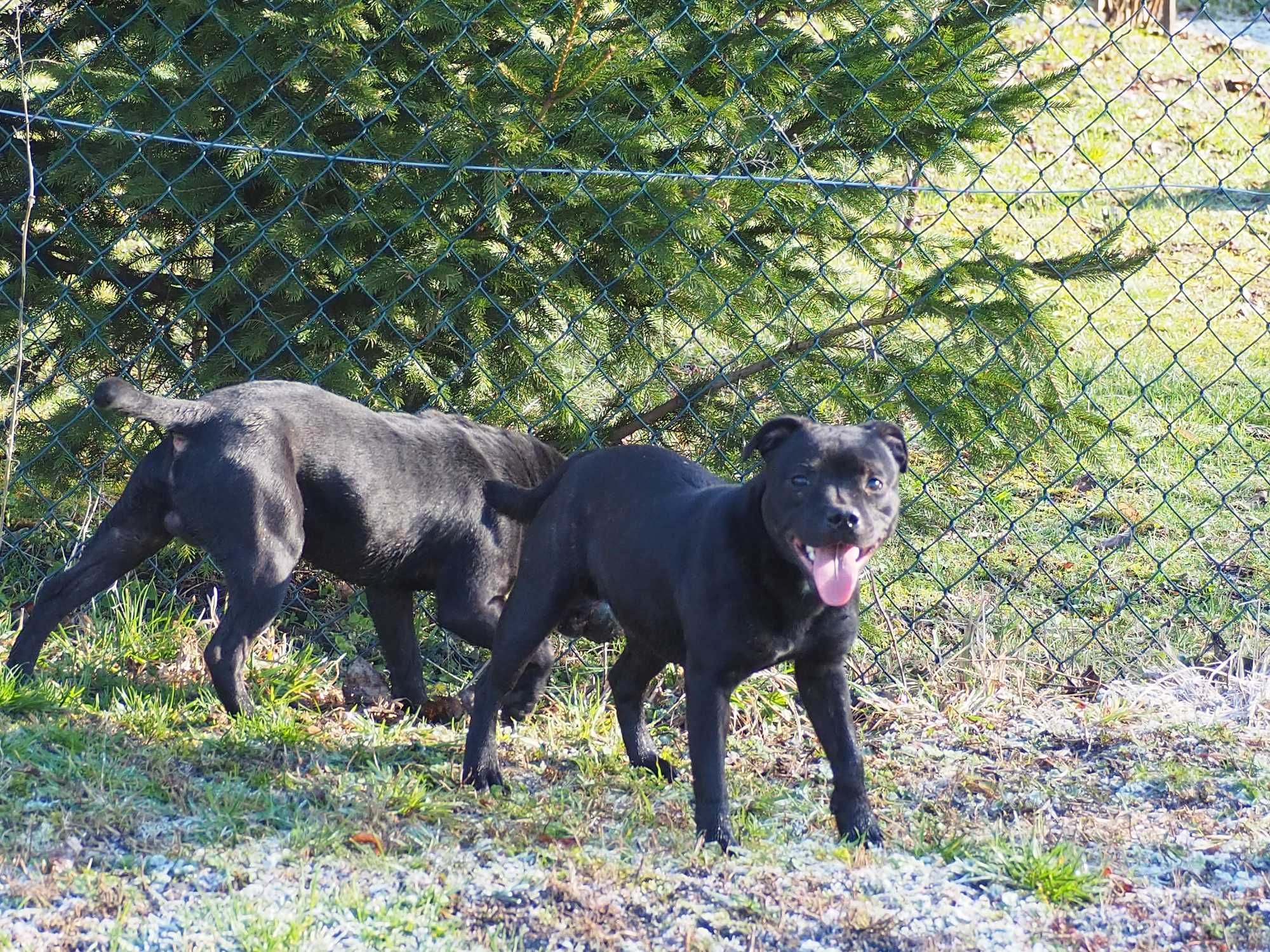 Staffordshire Bull Terrier ZKwP FCI, staffik, stafik -badania mydogdna