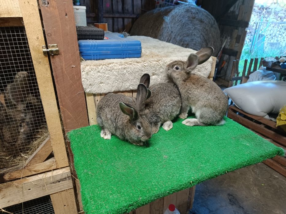 Młode króliki mix Angora i Belgijski Olbrzym