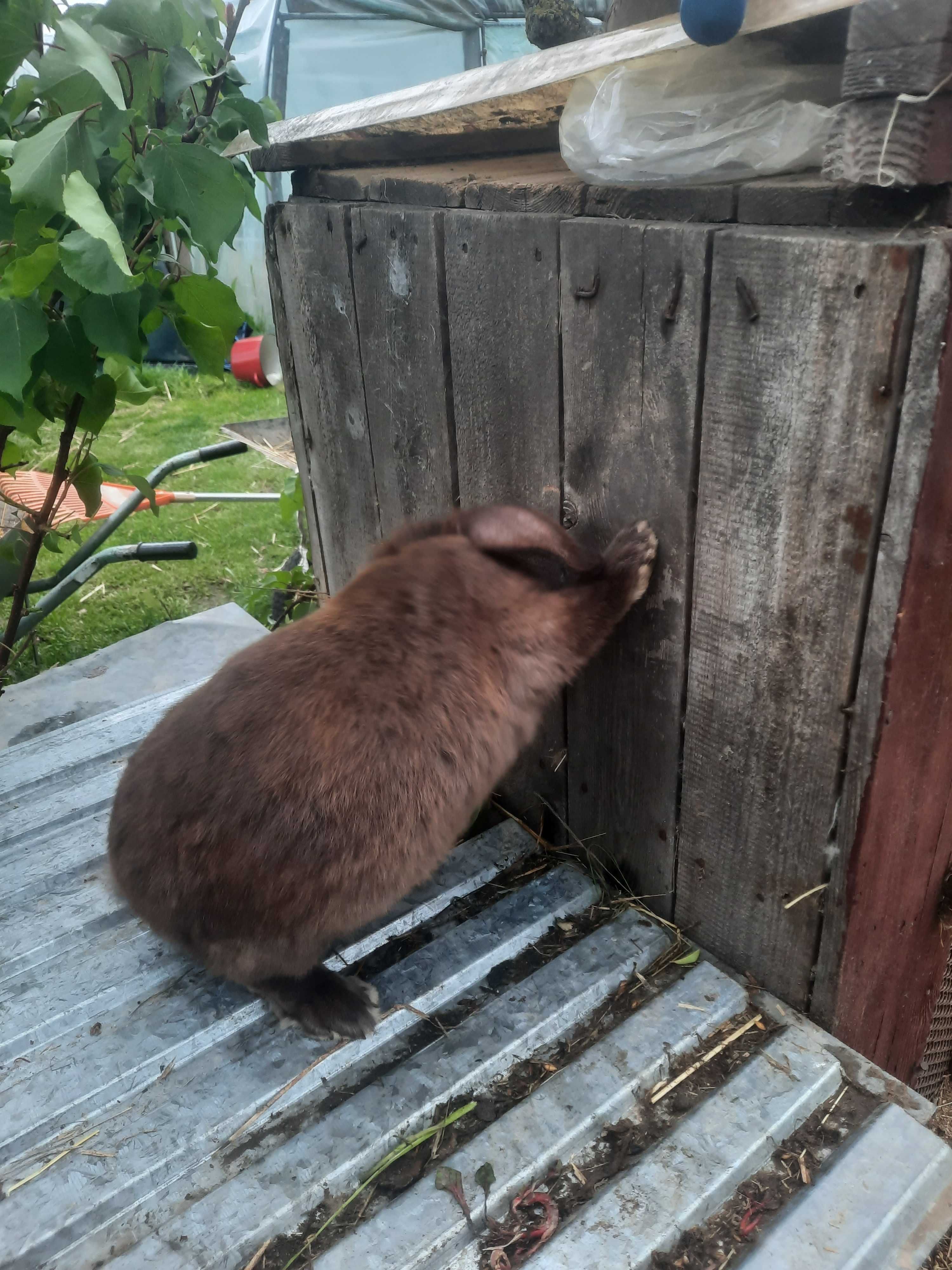 króliki barany francuskie.samiec i samica