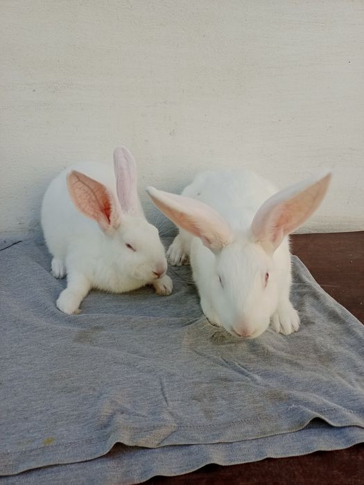 Кролі Термондці , Термондська Біла