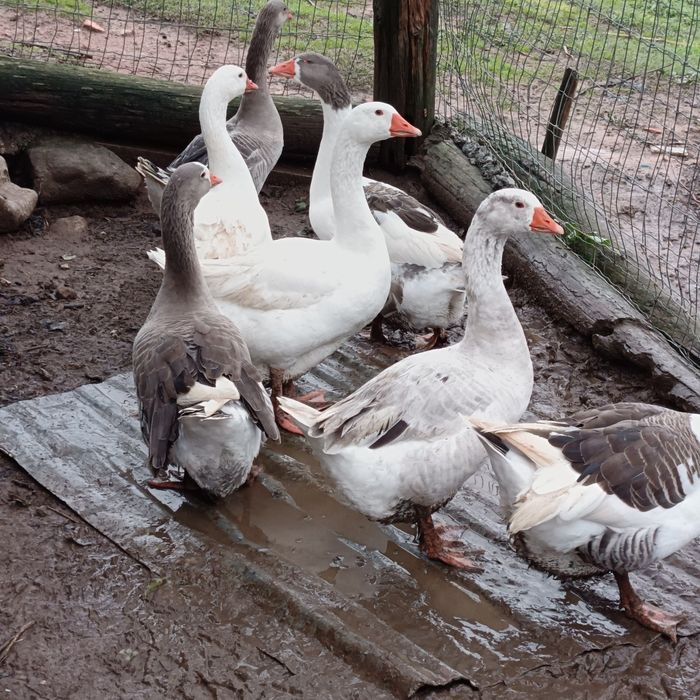 Vendo   fracas brancas  / cocós / coquichas / garnizes novas / gansos