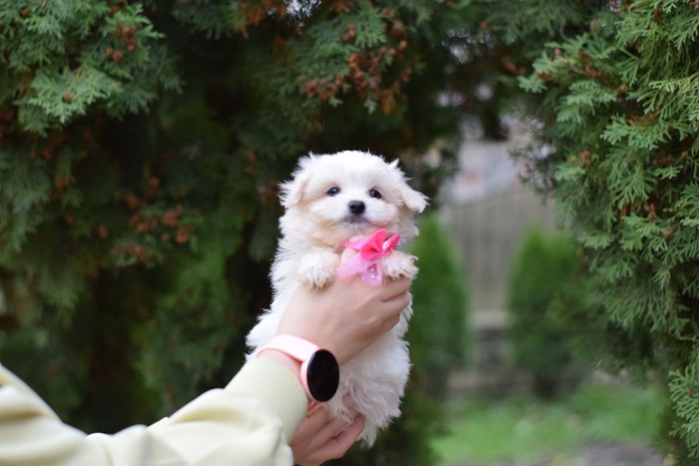 Квіточка мальтезе болонка дівчинка. Лялечка