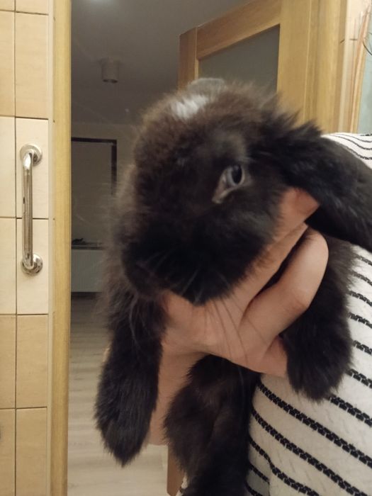 Krolik miniature 4 m