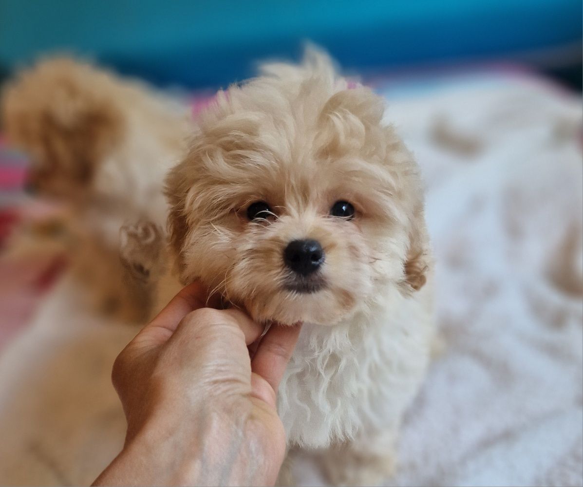 Pomapoo śliczny piesek hybryda pudel-szpic