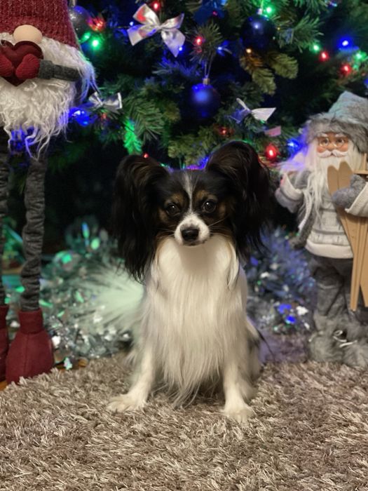 Папийон вязка хлопчик