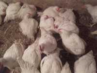 Swojskie kurczaki żywe lub gotowe tuszki694#436#154