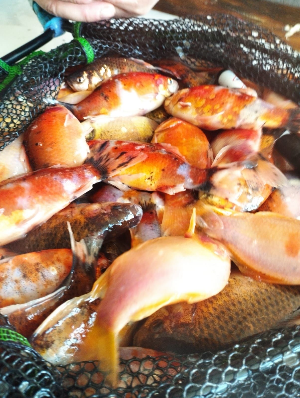 Karaś ozdobny Shubunkin oczko wodne stawik staw od rybaka ryby zdrowe