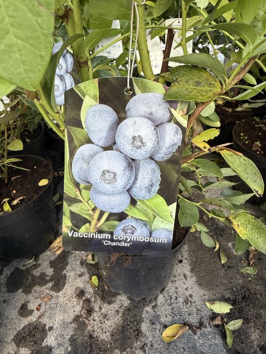 Borówka amerykańska ładne sadzonki w doniczkach