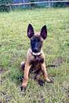 Owczarek belgijski Malinois - Szczeniaki FCI
