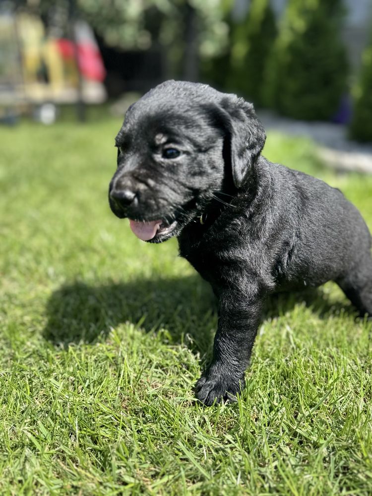 Labrador retriver miot A Afgan