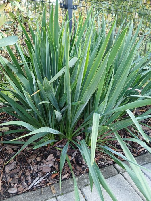 Yuki  ogrodowe - piękne sadzonki.