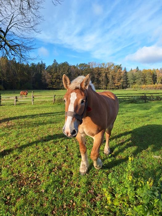 Sprzedam klacz zimnokrwistą