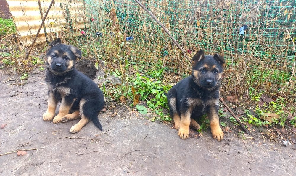Щенки немецкой овчарки