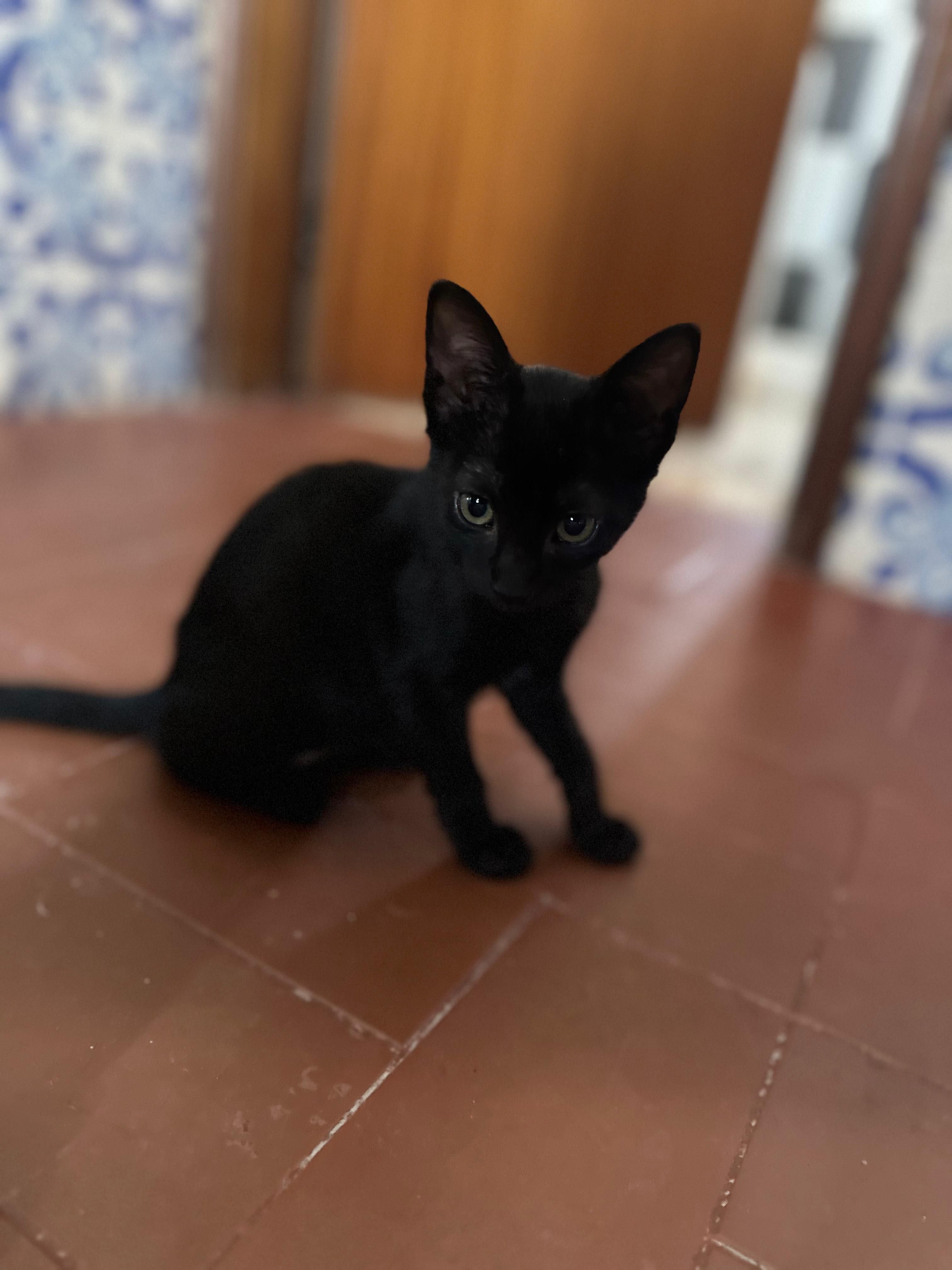 Gatas bebés para adoção
