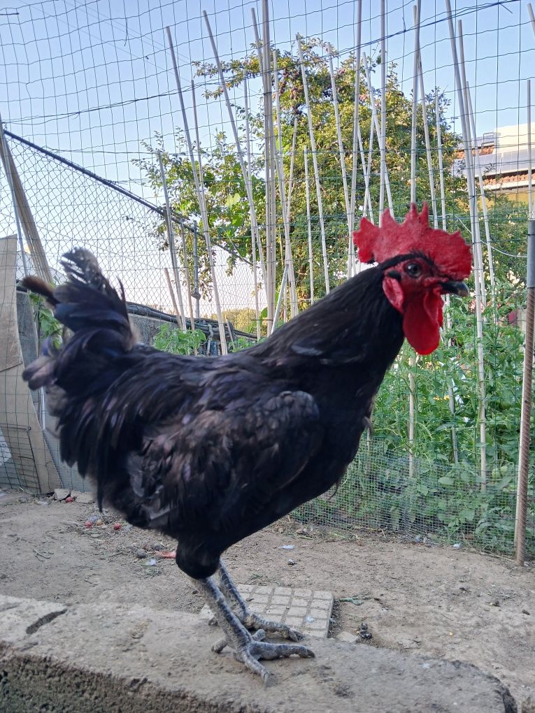 Galo preto 1 ano