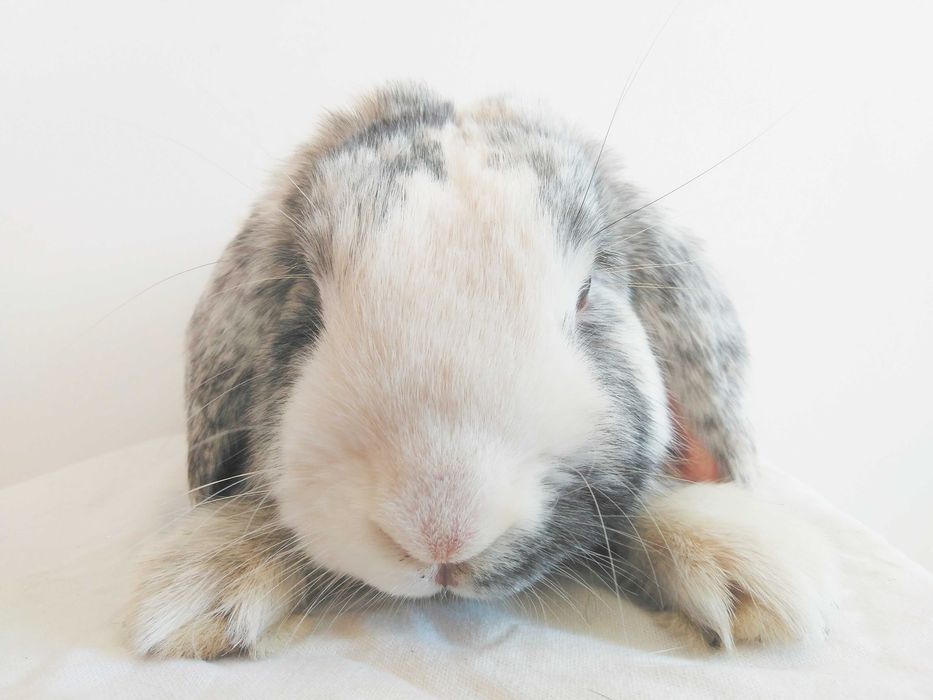 Вислоухие крольчата, породы Голландский карликовый баран