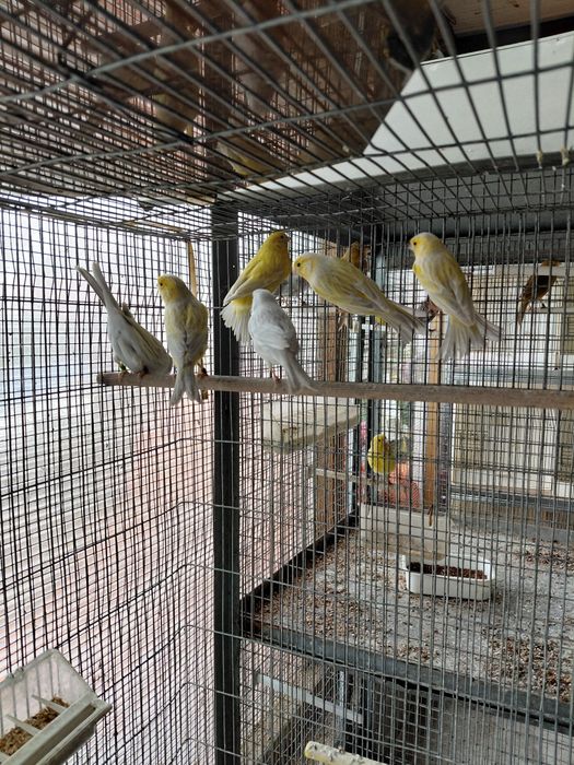 Ágata opala amarelo e branco