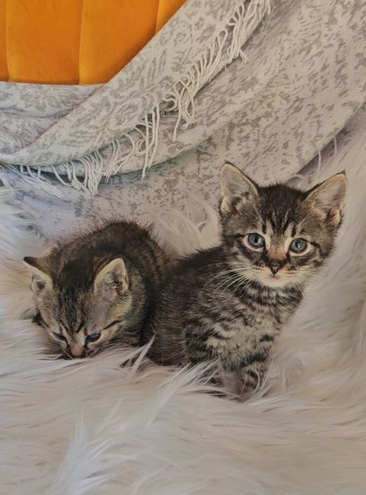 Kotki szukają domów