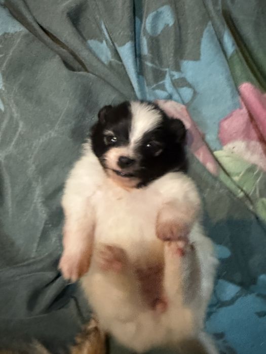 Szpic miniaturowy  rodowód śliczna do rezerwacji