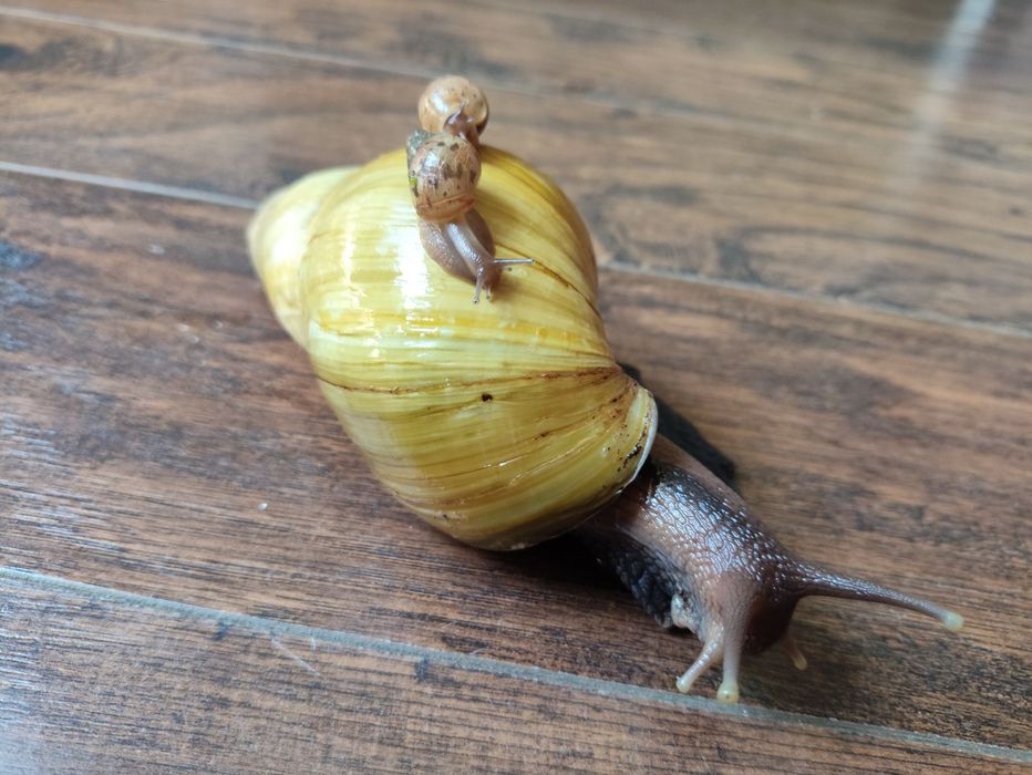 Продаю класних домашніх тварин - равликів Ахатина