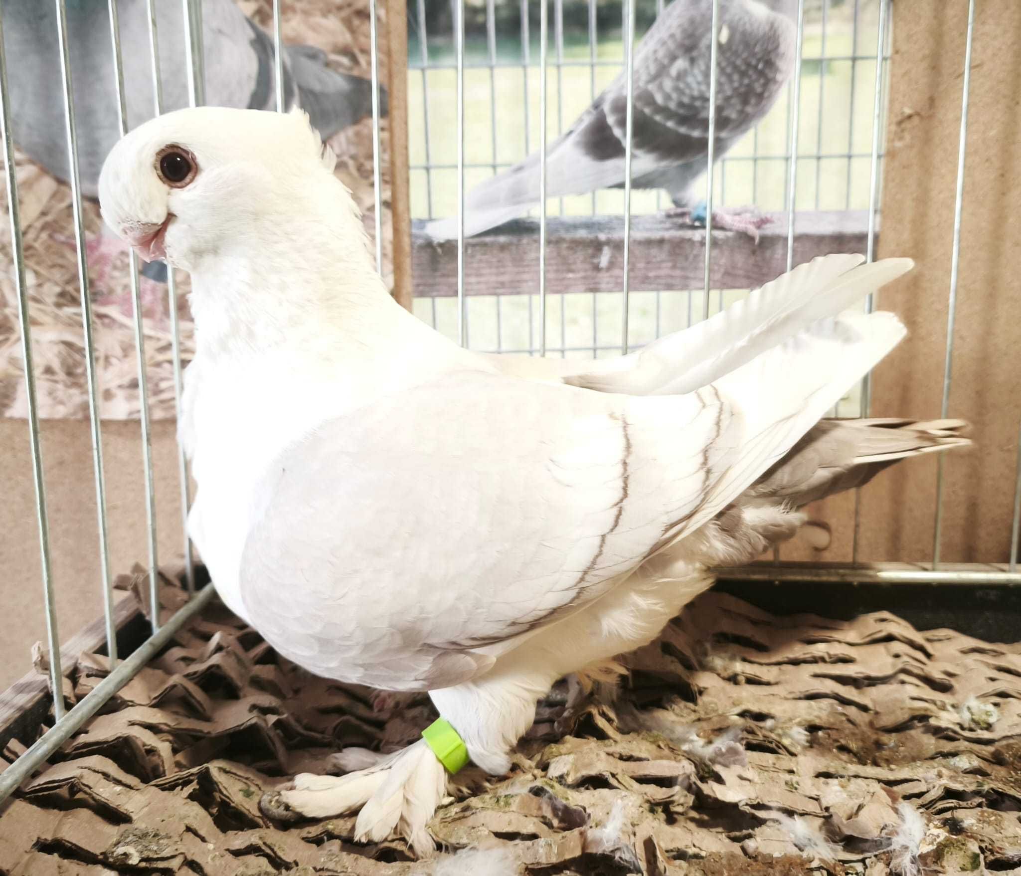 Mewka orientalna bluety