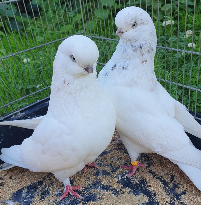 English long face angielski long faced angielski średniodzioby