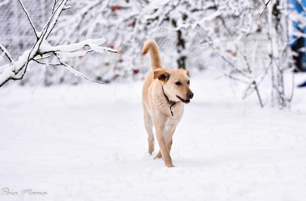 Biszkoptowa suczka do adopcji