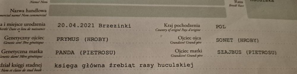 Kara klacz huculska 4,5 roku hodowla, dla dziecka