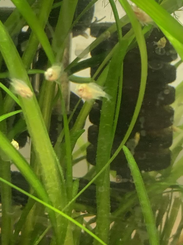 Papagaio anão albino crias  2€