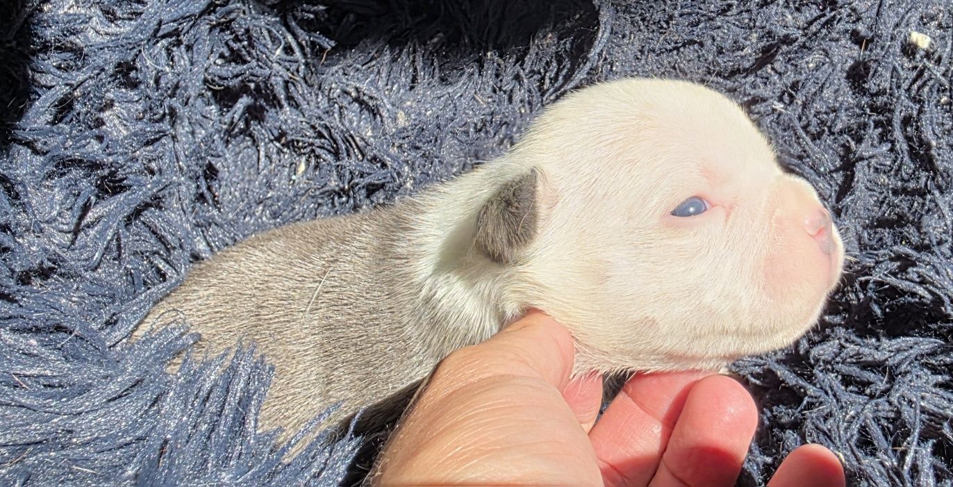 American bully pocket