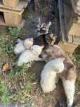 Dou gatos  fao muito fofos