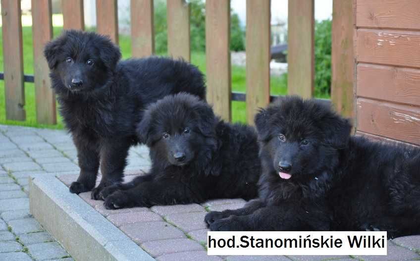 owczarek niemiecki czarny