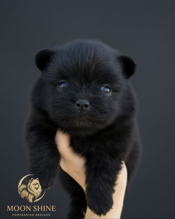 Piękny czarny piesek miś szpic miniaturowy pomeranian