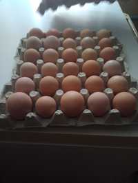 Jaja perlicze do konsumpcji lub legowe