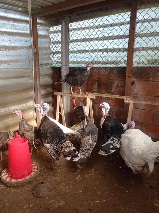 Patos e perus para venda