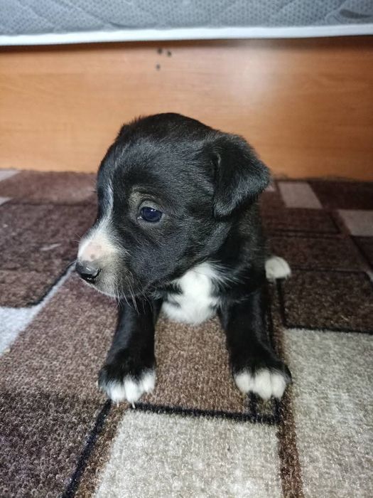 Віддам в добрі руки цуценята