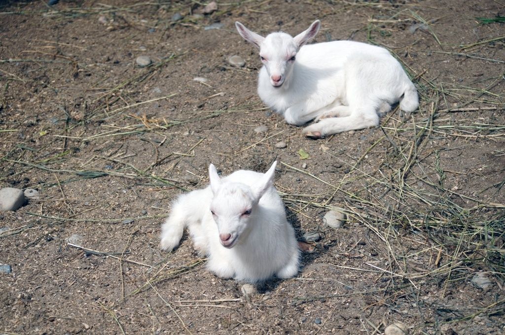 Срочно продам котную козу и двух козлят.