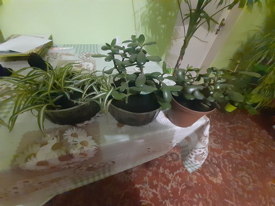 продам красули 2 штуки і розтки хлорофітума