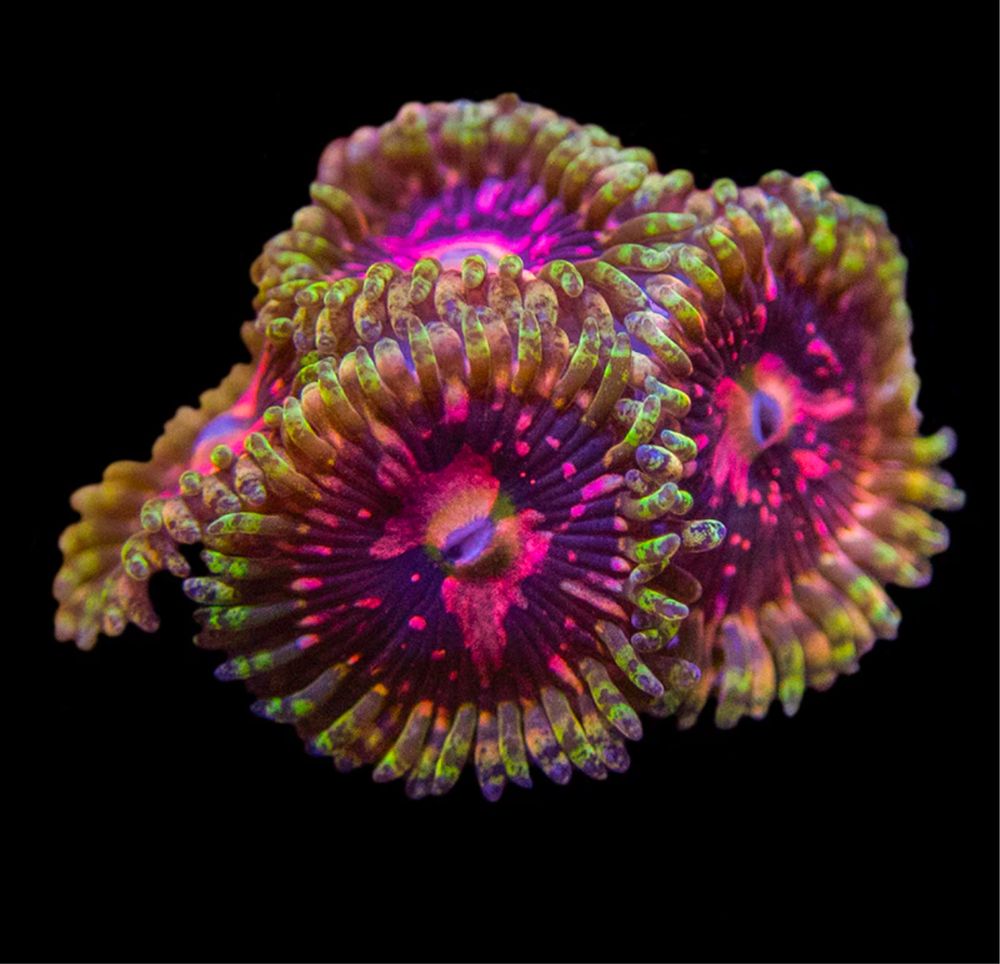 Zoanthus Space Chaos