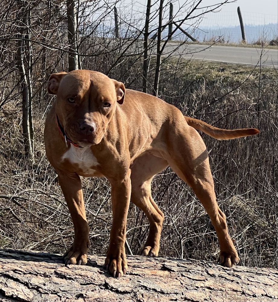 American pit bull terrier apbt pit bull
