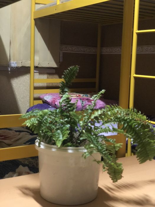 НОВЫЙ ХОСТЕЛ ПОДУШКА в Киеве возле метро АКАДЕМГОРОДОК ( 1мин пешком)-3-555.biz.ua