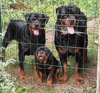 Rottweiler szczeniak