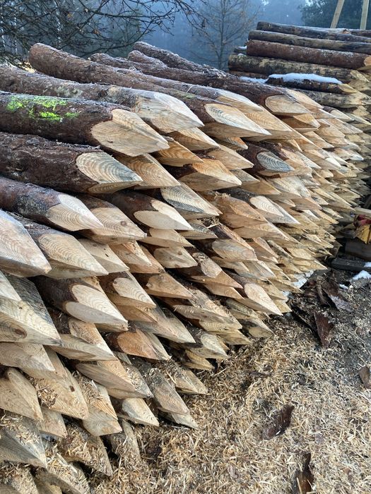 Paliki melioracyjne/ kołki fasyznowe/ palisada