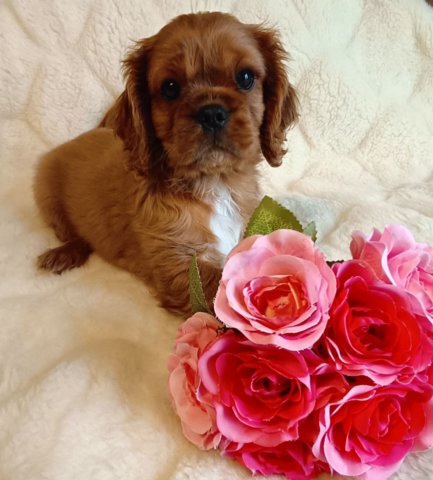 Śliczny RUBY Cavalier King Charles Spaniel z rodowodem badania