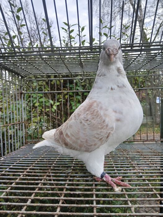 Sprzedam standard samce samice